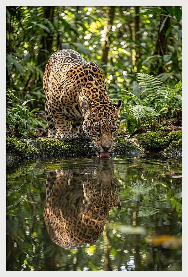 Jaguar Relaxing By The Water