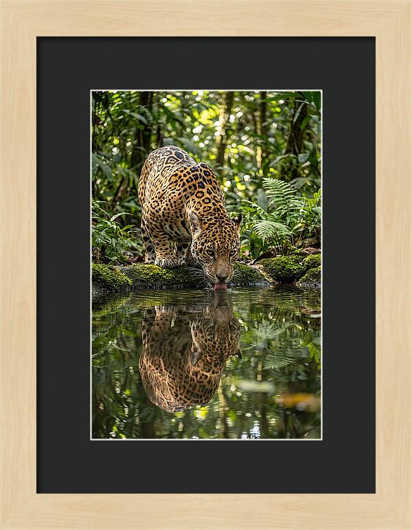 Jaguar Relaxing By The Water