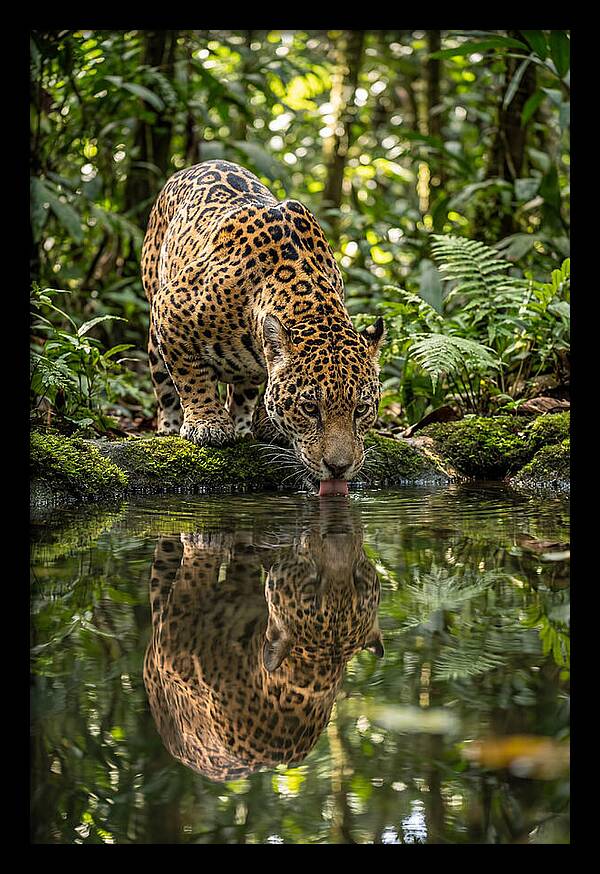 Jaguar Relaxing By The Water