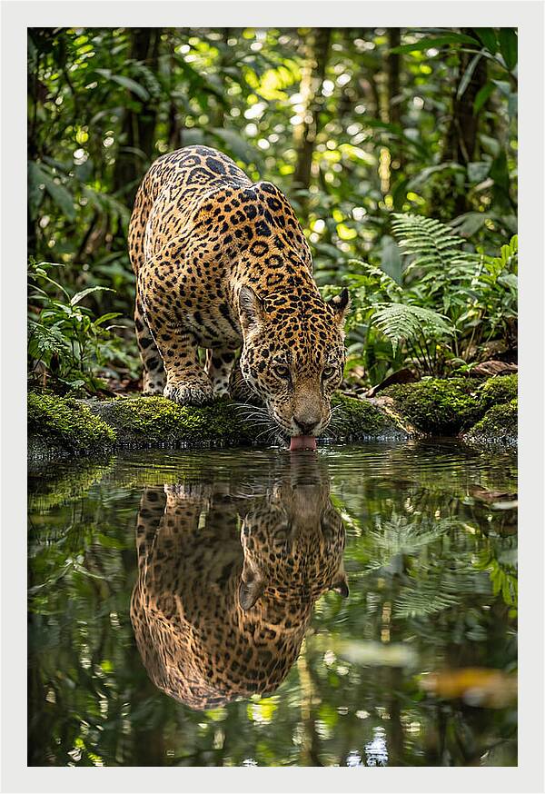 Jaguar Relaxing By The Water
