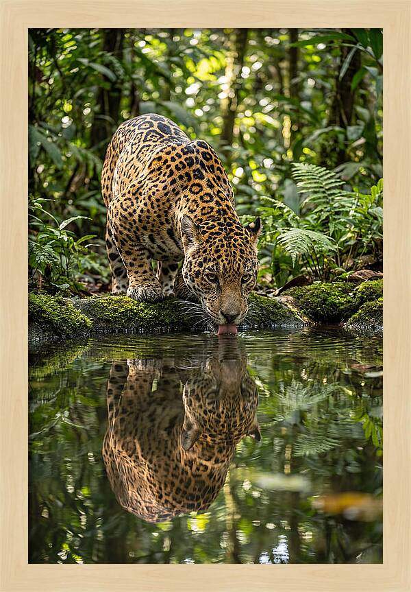 Jaguar Relaxing By The Water