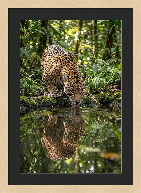 Jaguar Relaxing By The Water