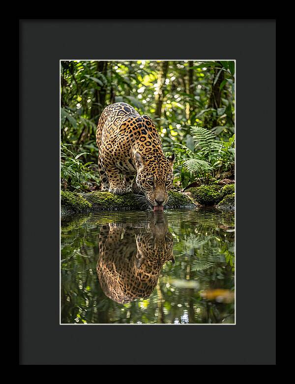 Jaguar Relaxing By The Water