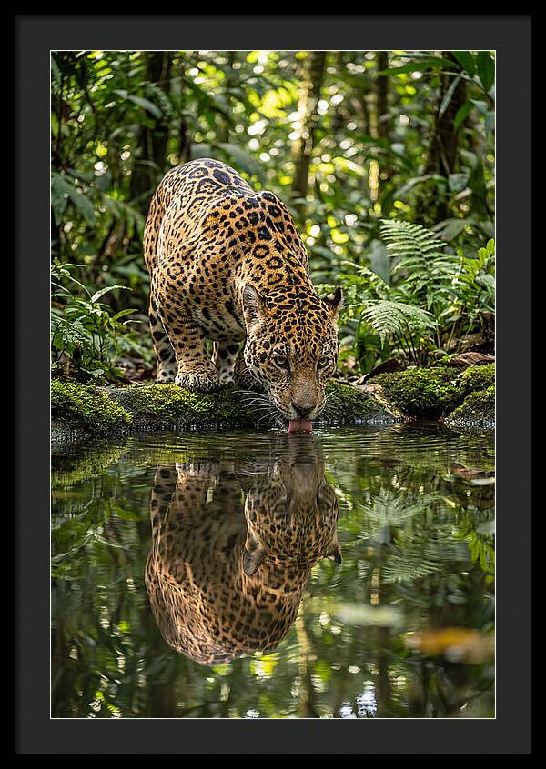 Jaguar Relaxing By The Water