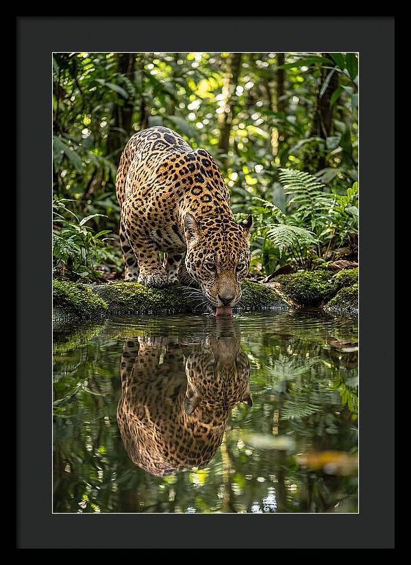 Jaguar Relaxing By The Water