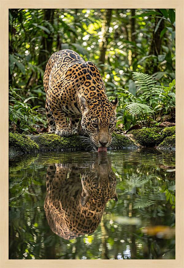 Jaguar Relaxing By The Water