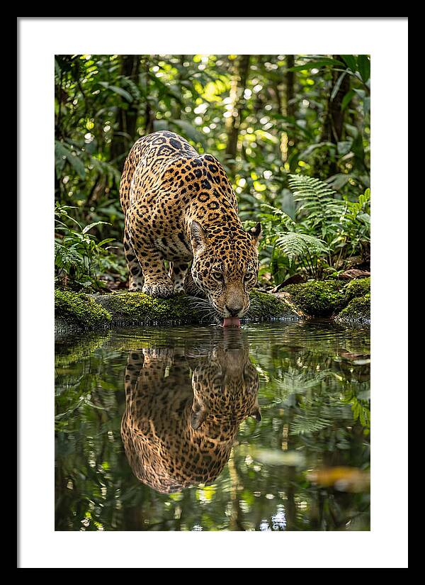 Jaguar Relaxing By The Water