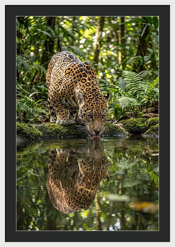 Jaguar Relaxing By The Water