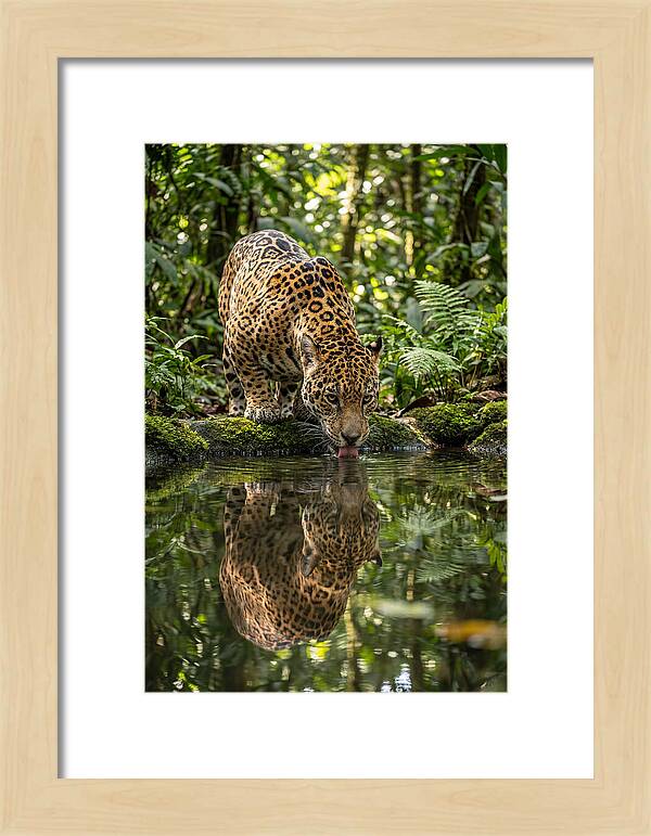Jaguar Relaxing By The Water