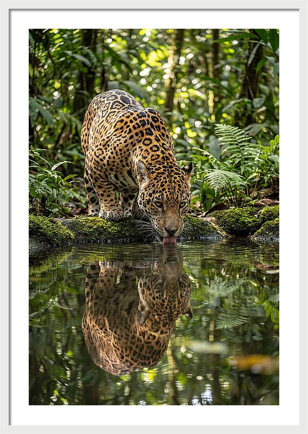 Jaguar Relaxing By The Water