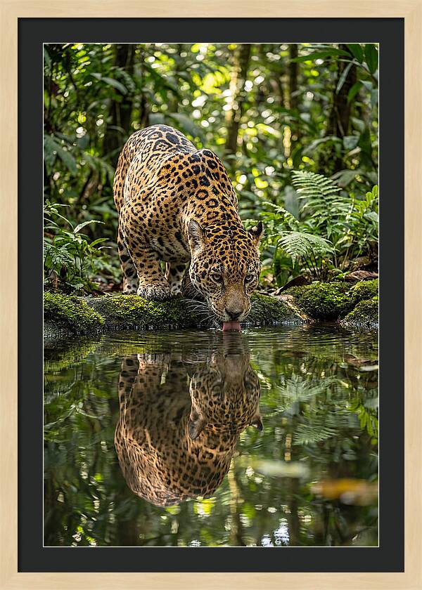 Jaguar Relaxing By The Water