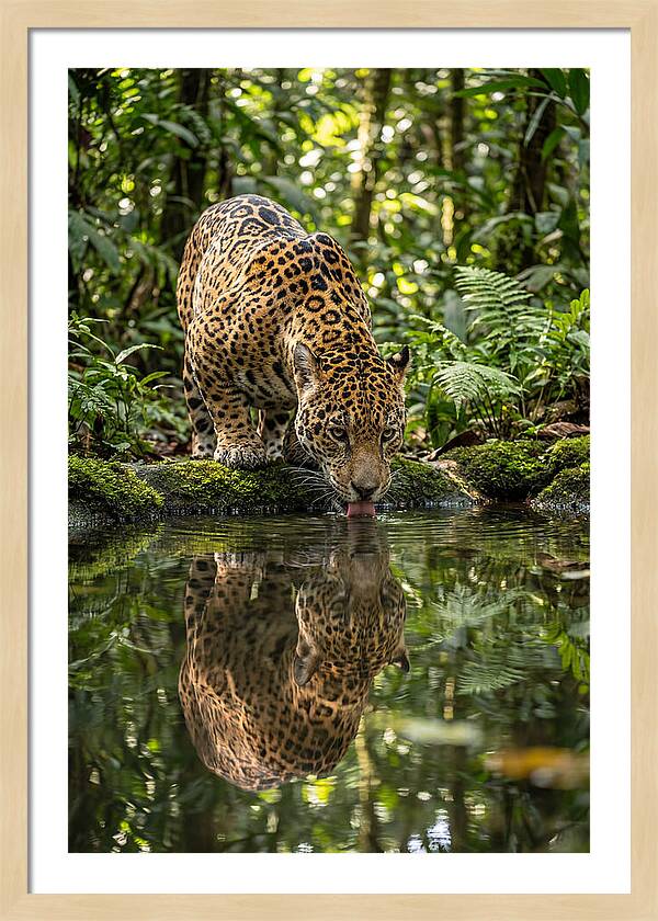 Jaguar Relaxing By The Water