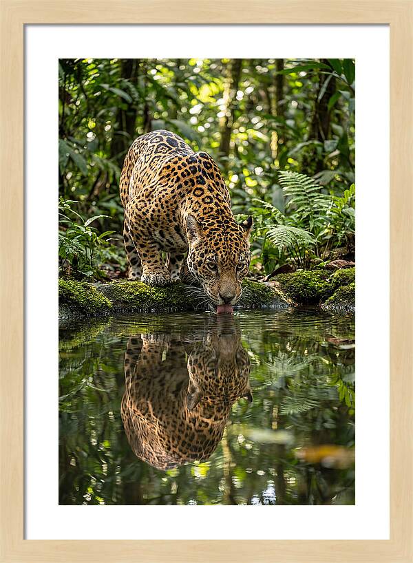 Jaguar Relaxing By The Water