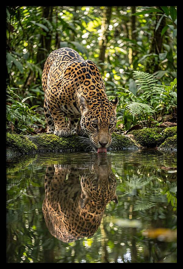 Jaguar Relaxing By The Water