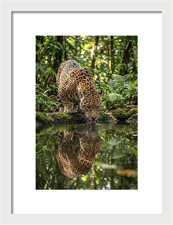 Jaguar Relaxing By The Water