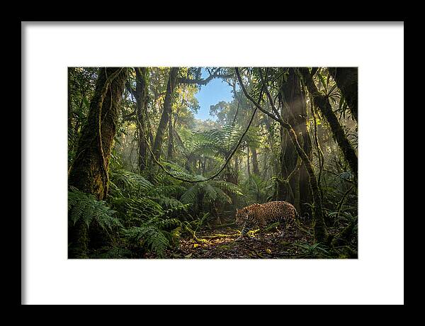 Jaguar Roaming Through Lush Rainforest