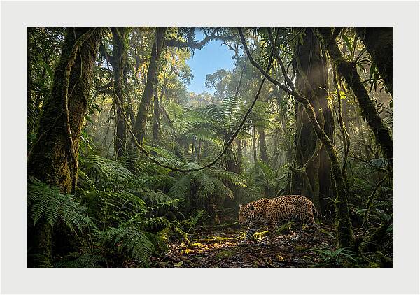 Jaguar Roaming Through Lush Rainforest