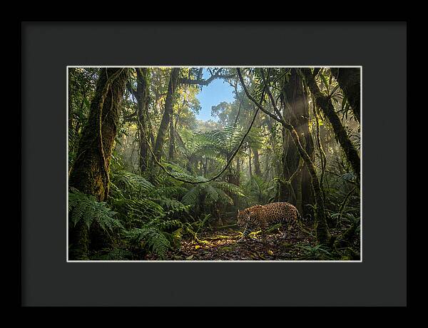 Jaguar Roaming Through Lush Rainforest