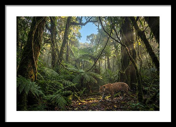 Jaguar Roaming Through Lush Rainforest