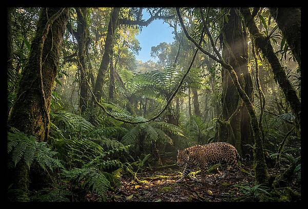 Jaguar Roaming Through Lush Rainforest