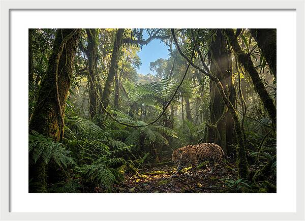 Jaguar Roaming Through Lush Rainforest