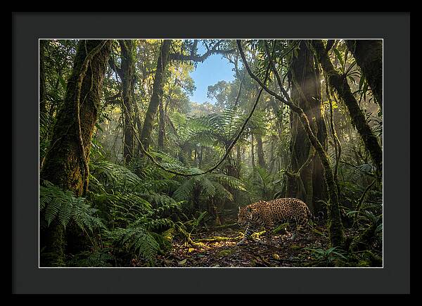 Jaguar Roaming Through Lush Rainforest