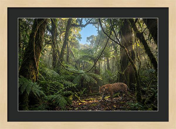 Jaguar Roaming Through Lush Rainforest