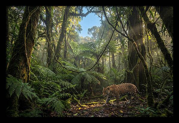 Jaguar Roaming Through Lush Rainforest