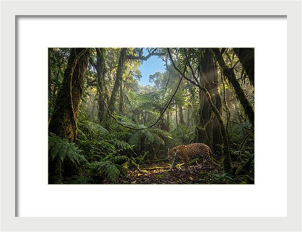 Jaguar Roaming Through Lush Rainforest