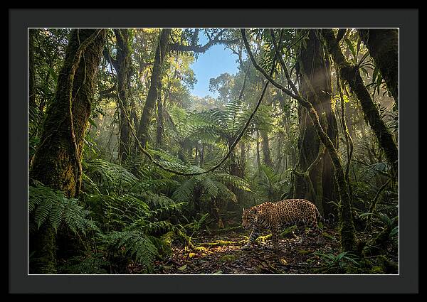 Jaguar Roaming Through Lush Rainforest