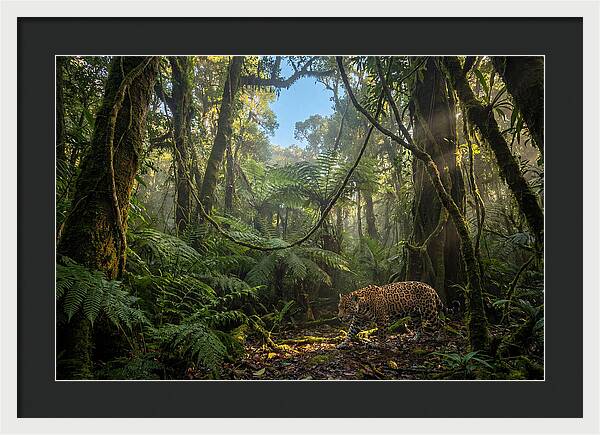 Jaguar Roaming Through Lush Rainforest