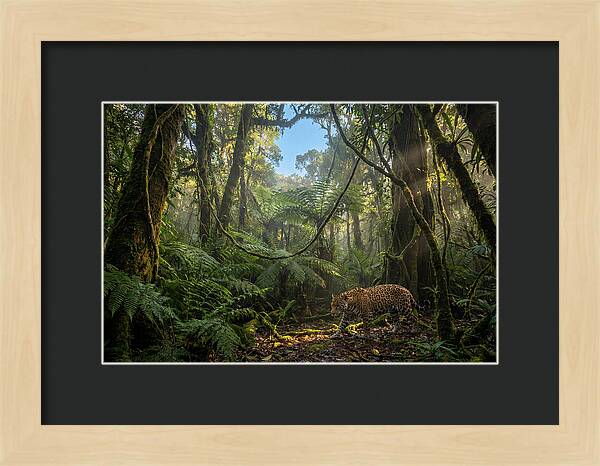 Jaguar Roaming Through Lush Rainforest