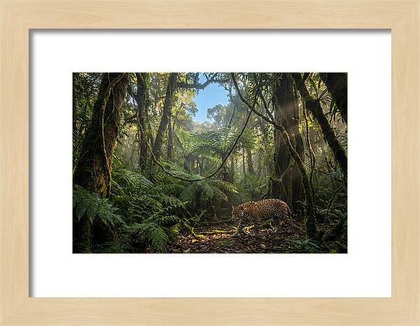 Jaguar Roaming Through Lush Rainforest