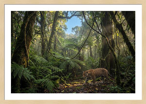 Jaguar Roaming Through Lush Rainforest