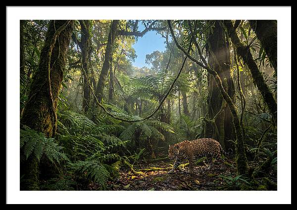 Jaguar Roaming Through Lush Rainforest