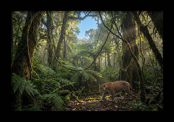 Jaguar Roaming Through Lush Rainforest