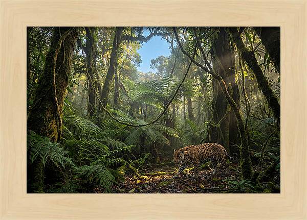 Jaguar Roaming Through Lush Rainforest