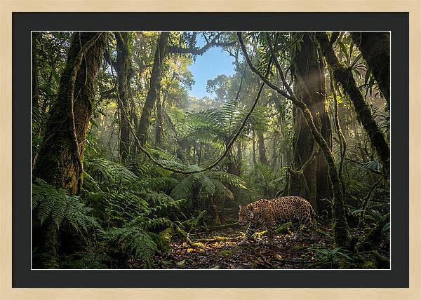 Jaguar Roaming Through Lush Rainforest