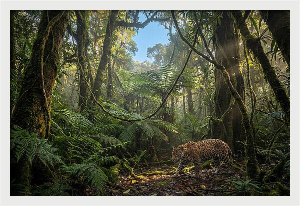 Jaguar Roaming Through Lush Rainforest