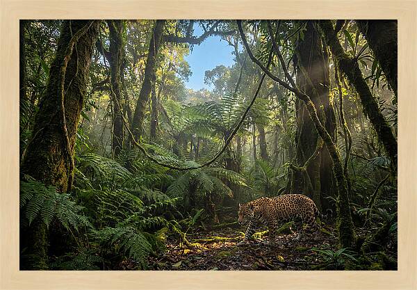 Jaguar Roaming Through Lush Rainforest