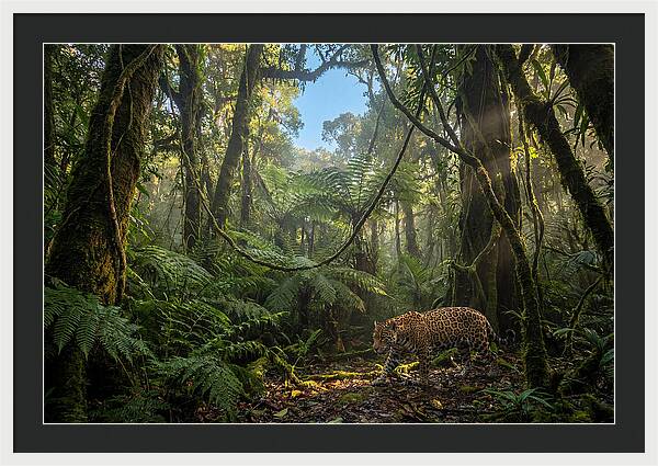 Jaguar Roaming Through Lush Rainforest