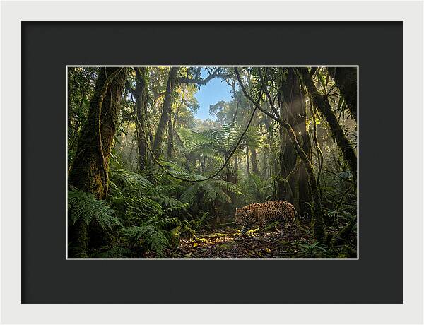 Jaguar Roaming Through Lush Rainforest