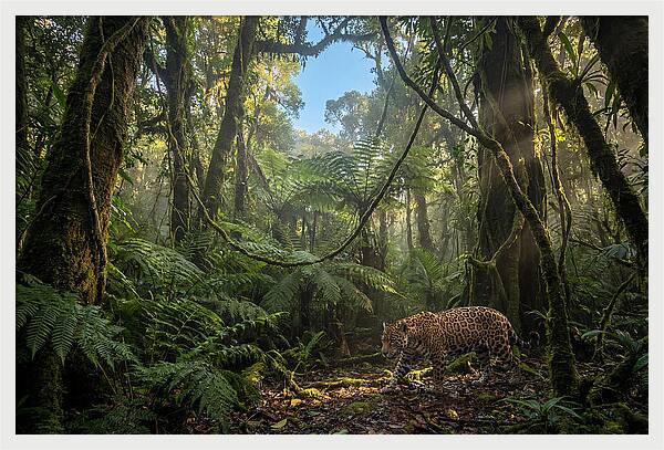 Jaguar Roaming Through Lush Rainforest