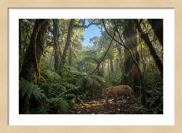 Jaguar Roaming Through Lush Rainforest