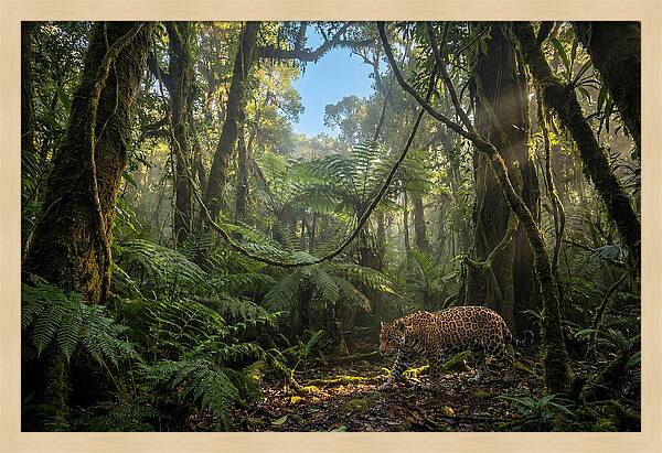 Jaguar Roaming Through Lush Rainforest