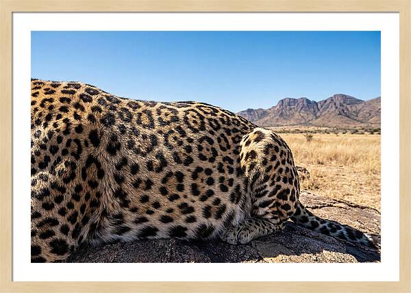 Jaguar Rosette Patterns