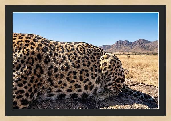 Jaguar Rosette Patterns