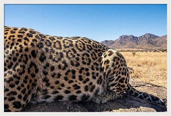 Jaguar Rosette Patterns