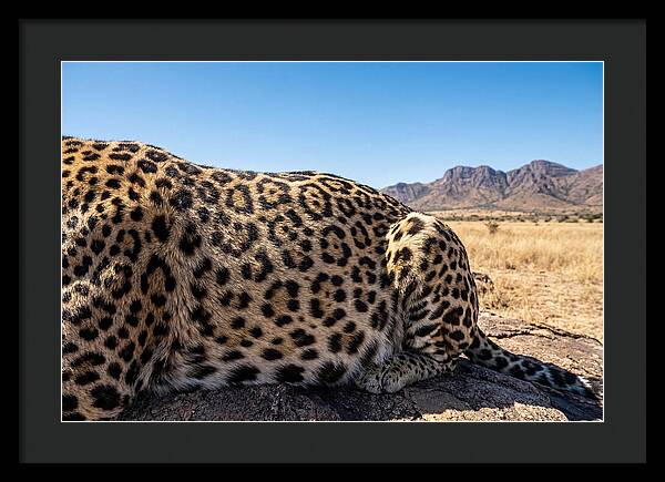 Jaguar Rosette Patterns