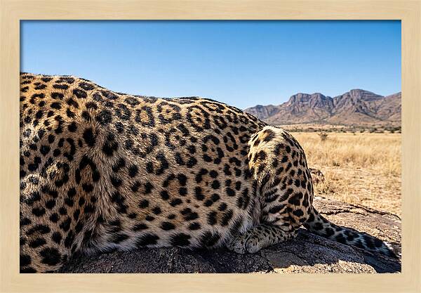Jaguar Rosette Patterns